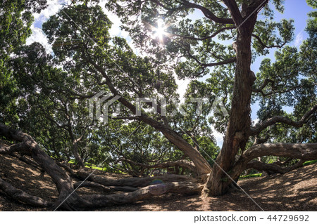 new zealand pohutukawa 44729692