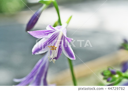 Light purple giboushi flower 44729782