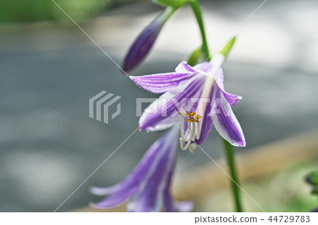 Light purple giboushi flower 44729783