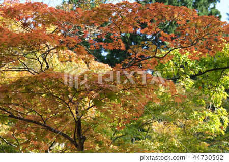 In the fall 44730592