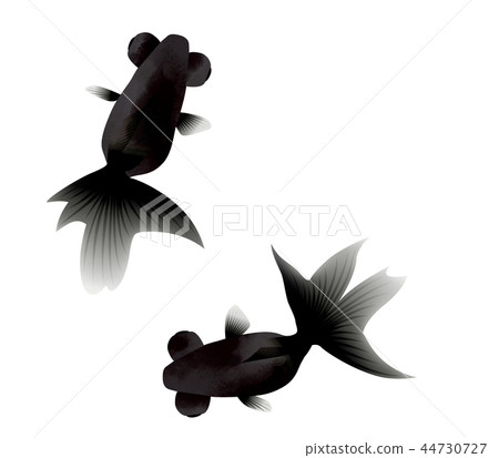 背景材料_金魚(無影) 背景材料_金魚(無影) 44730727