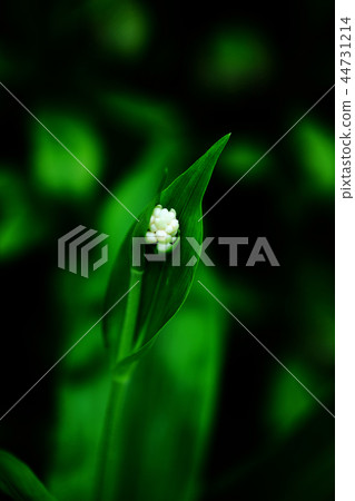Yabumyoga flower which has begun to bloom 44731214