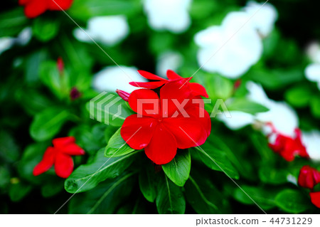 Periwinkle red and white flower Periwinkle red and white flower 44731229