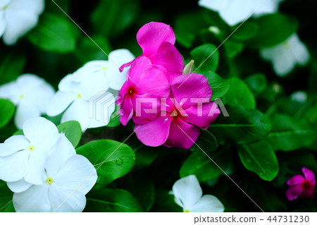 Periwinkle red and white flowers Periwinkle red and white flowers 44731230