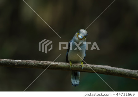 Silver-breasted Broadbill on tree branch 44731669