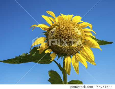 Laughing sunflower 44731688