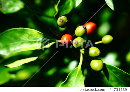 它已經開始變色,是麻the的果實 它已經開始變色,是麻the的果實 44731889