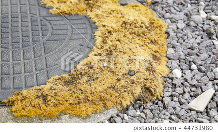 Yellow moss after application of herbicide Yellow moss after application of herbicide 44731980