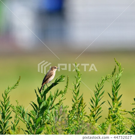 Nobitaki好看的臉 44732027