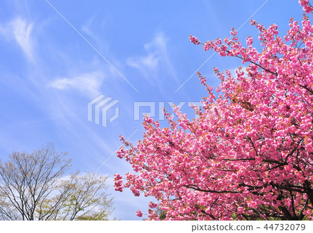 Button Zakura 17832 Button Zakura 17832 44732079
