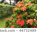 Red flower	 44732489