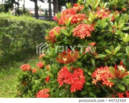 紅花	 44732489
