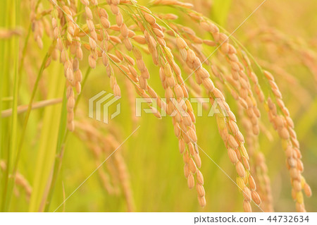 Autumn rice ear 44732634