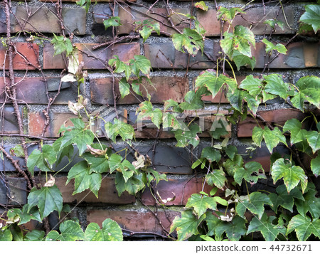 Ivy of a brick casket 44732671