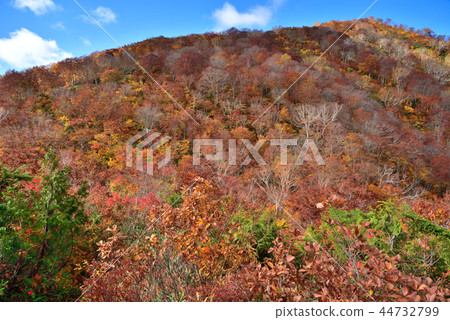 長野縣白馬市：Goryudake登山從Nino背頭看到的Kotomiyama的秋葉 44732799