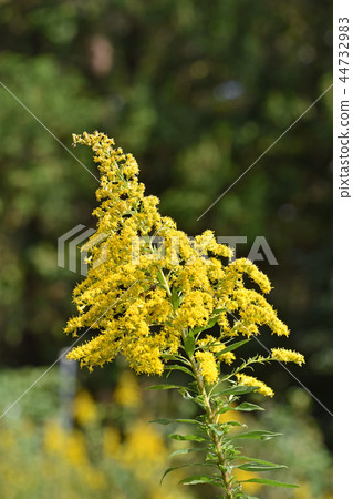 Seiitakahawadanchi So（高泡沫成長） 44732983