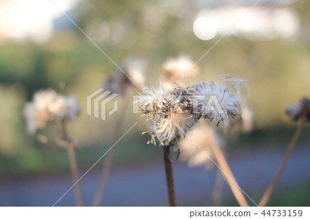 Thistle Seed 44733159