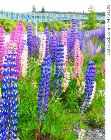 Lupine of Lake Tekapo 44733205