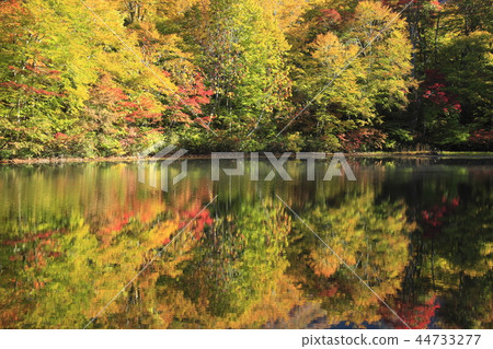 剪報池塘的秋葉 44733277