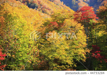 Autumn leaves of the pond 44733284