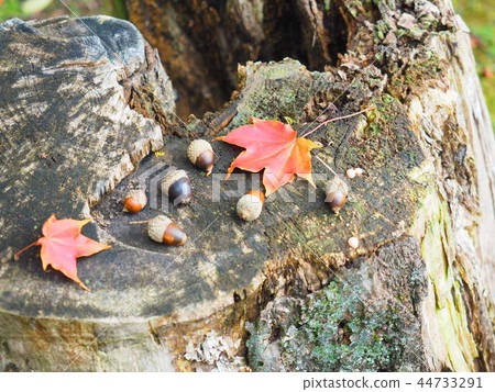 Acorn and maple in the forest 44733291