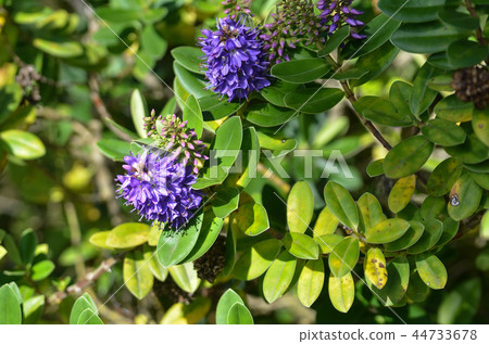 San Francisco Golden Gate Park 44733678