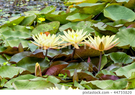 水百合花 44733820