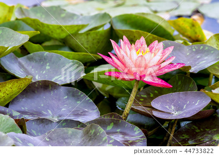 Water lily flower Water lily flower 44733822