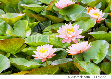 水百合花 44733830