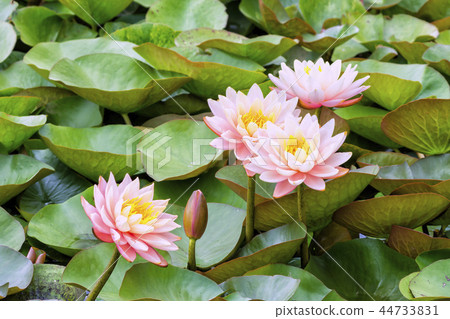 水百合花 44733831