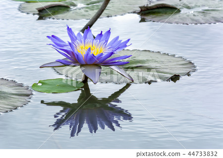 水百合花 44733832