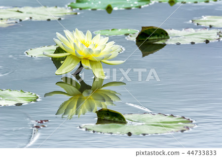 水百合花 44733833