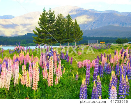 Lupine and Nature Lupine and Nature 44733956