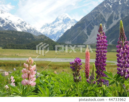 Lupine and mountain 44733962
