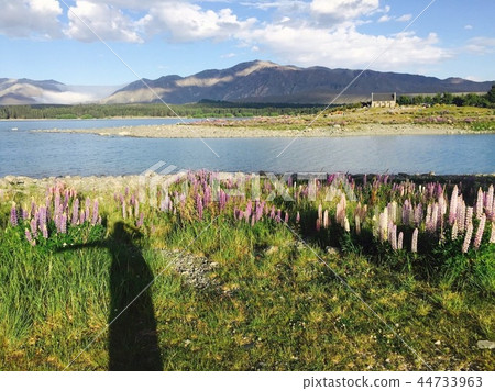 Lupines and Lake Tekapo with mountains and my shadow 44733963
