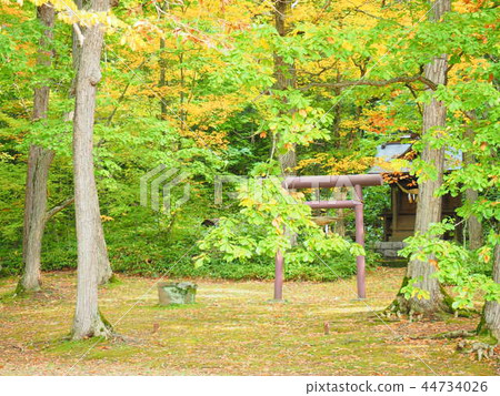 Furano Torunuma Park's Rose and Torii Furano Torunuma Park's Rose and Torii 44734026