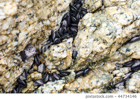 Mussel is usually having a dark shell hang on rock 44734146