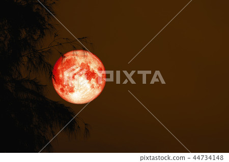 red blood moon back silhouette tree night red sky red blood moon back silhouette tree night red sky 44734148