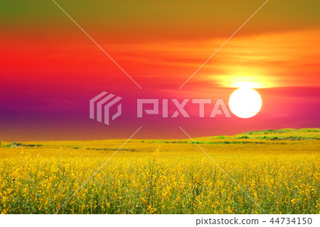 sunhemp in field in the valley a sunset color sky sunhemp in field in the valley a sunset color sky 44734150