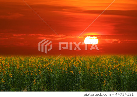 sunhemp in field in the valley sunset and the sky sunhemp in field in the valley sunset and the sky 44734151