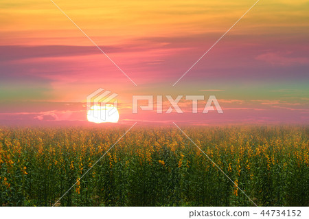 sunhemp in field in the valley sunset colorful sky sunhemp in field in the valley sunset colorful sky 44734152