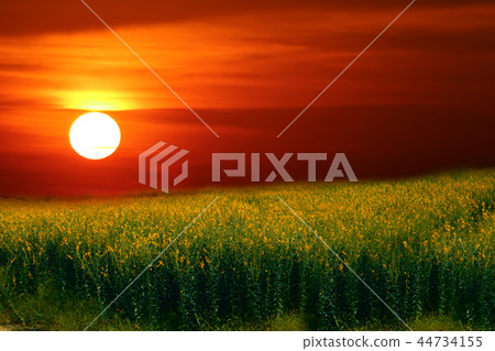 sunhemp in the valley and sunset the colorful sky sunhemp in the valley and sunset the colorful sky 44734155