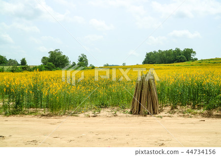 sunhemp in the valley, beautiful yellow flowers sunhemp in the valley, beautiful yellow flowers 44734156