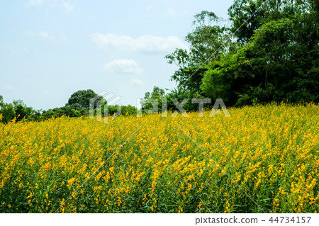 sunhemp in the valley, beautiful yellow flowers sunhemp in the valley, beautiful yellow flowers 44734157