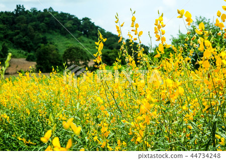 sunhemp valley, beautiful yellow flower in field sunhemp valley, beautiful yellow flower in field 44734248