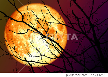 super blood moon floats sky in shadow branches super blood moon floats sky in shadow branches 44734258