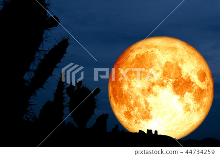 super full blood moon silhouette cactus in desert super full blood moon silhouette cactus in desert 44734259