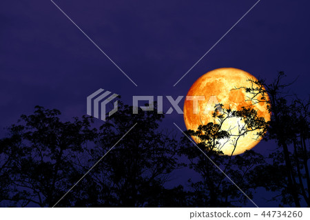 red blood moon back silhouette tree night sky red blood moon back silhouette tree night sky 44734260