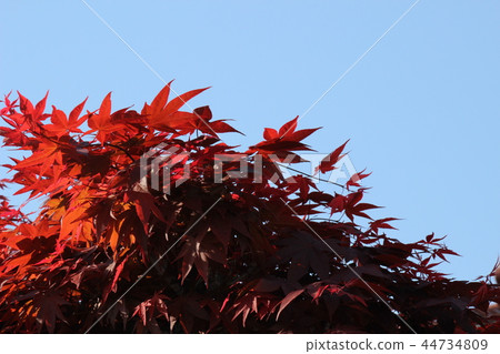 Autumn Maple Autumn Maple 44734809