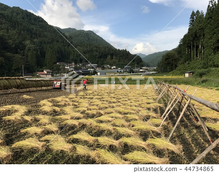 收割水稻 44734865
